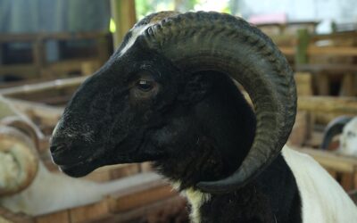 Jak włożyć pamięć RAM do komputera?