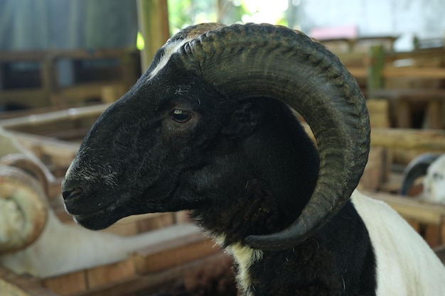 Jak włożyć pamięć RAM do komputera?